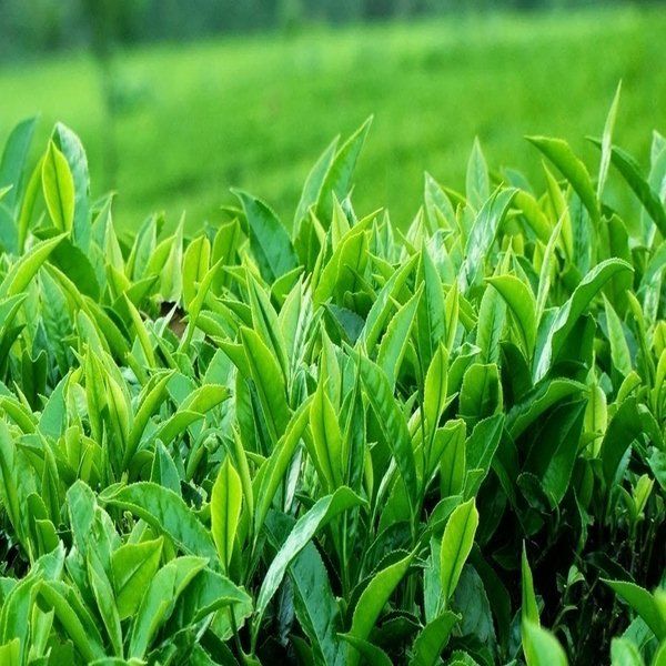 thực phẩm giúp cơ thể luôn thơm ngát
