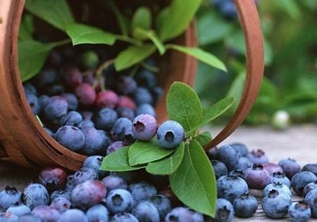 bleee_grande-1 Blueberry