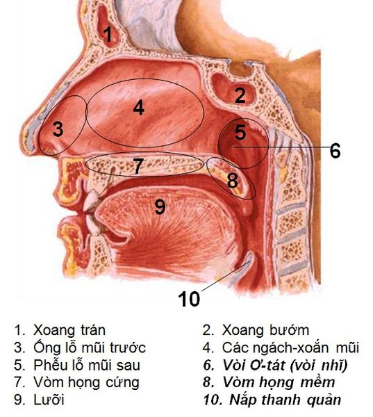 Cách chữa bệnh viêm xoang mũi hiệu quả