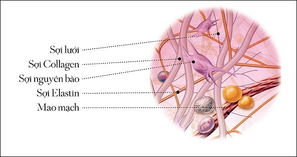cấu trúc của collagen tươi