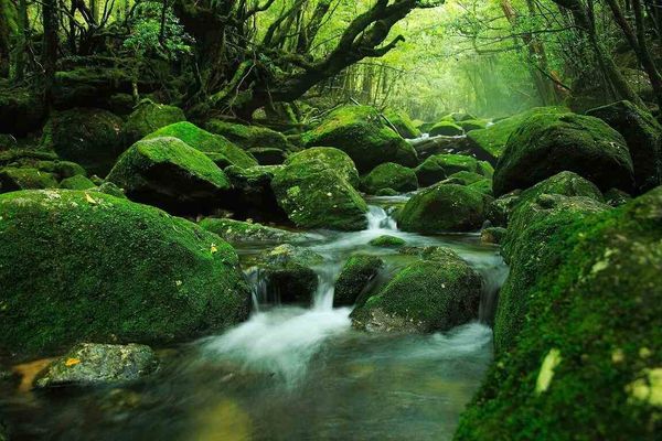 dao-yakushima13_21e9d00503d74955adfacbaa6a8a70d3_grande cảnh đẹp nhật bản