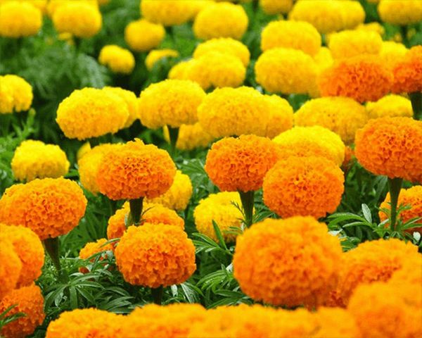 Viên uống bổ mắt Orihiro Nhật Bản