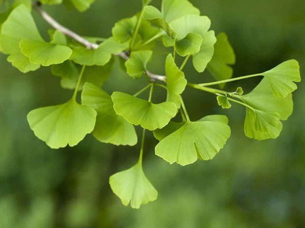 Bổ não Orihiro NL Ginkgo Biloba Nhật Bản hộp 240 viên