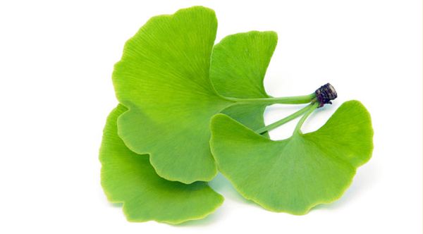 la_bach_qua_37ce5090d00d46acb0942b8d9ad417a0_grande Viên uống bổ não tăng cường trí nhớ Asahi Schwabe Ginkgo