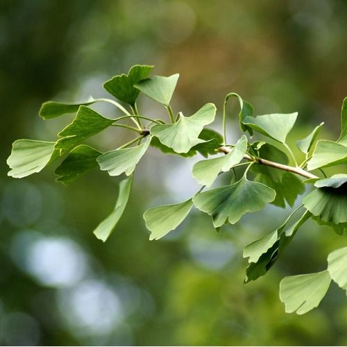 la_bach_qua_734f9da7057d49ffabfd2357878f41ba_grande VIÊN UỐNG BỔ NÃO FINE JAPAN GINKGO PLUS 400 VIÊN