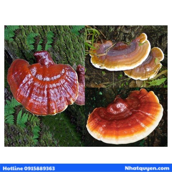 lipusa_red_ganoderma_lucidum__4__dd7f81f62a3d49409904a19f7d3ba578_grande nam linh chi do