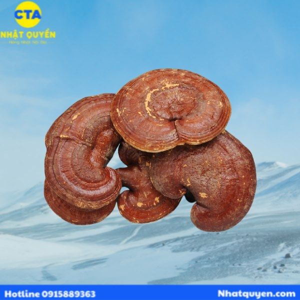 nam_linh_chi_do_nichiei_bussan__2__1b072734688445a692d522e7300d8fad_grande Viên uống nấm linh chi đỏ Nichiei Bussan