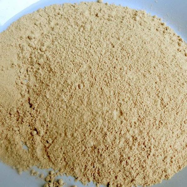 Chiết xuất Nấm Tamogi dạng bột của Nhật Bản