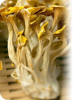 TPCN Chiết xuất nấm Tamogi BIO GOD Nhật Bản dạng bột