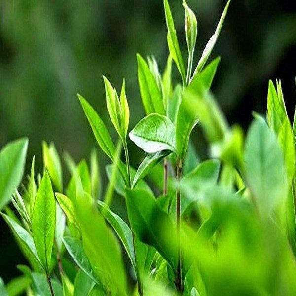 chữa bệnh ra mồ hôi chân, tay nhiều như thế nào?