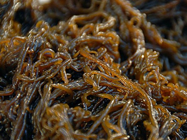tao_nau_moozuiku_grande Anino Fucoidan dạng uống cao cấp của Nhật