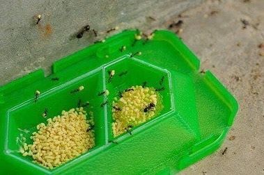 Thuốc diệt kiến Koroki Nhật Bản