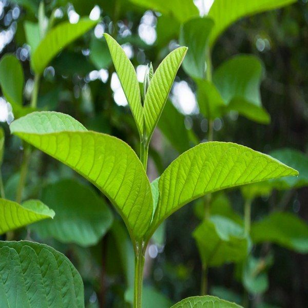 Trà lá ổi Orihiro Nhật Bản