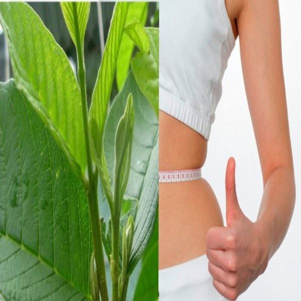 Trà lá ổi Orihiro Nhật Bản