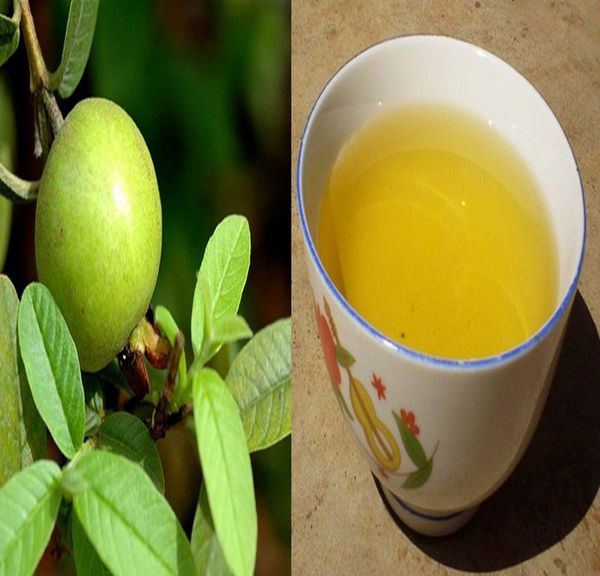 Trà lá ổi Orihiro Nhật Bản