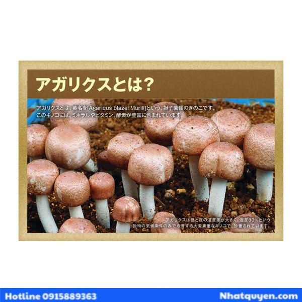 Viên nghệ mùa xuân và nấm agaricus Kanehide