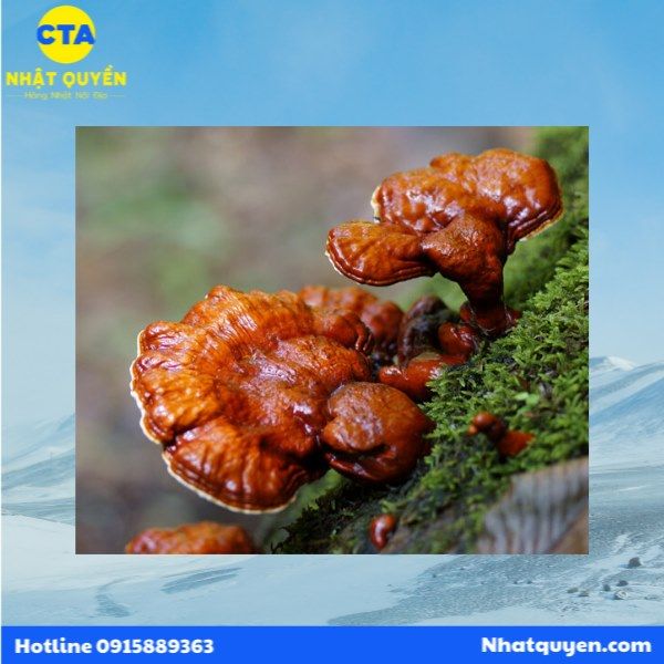 Viên uống nấm Linh chi và nấm Agaricus Taruho Sangyo Nhật Bản