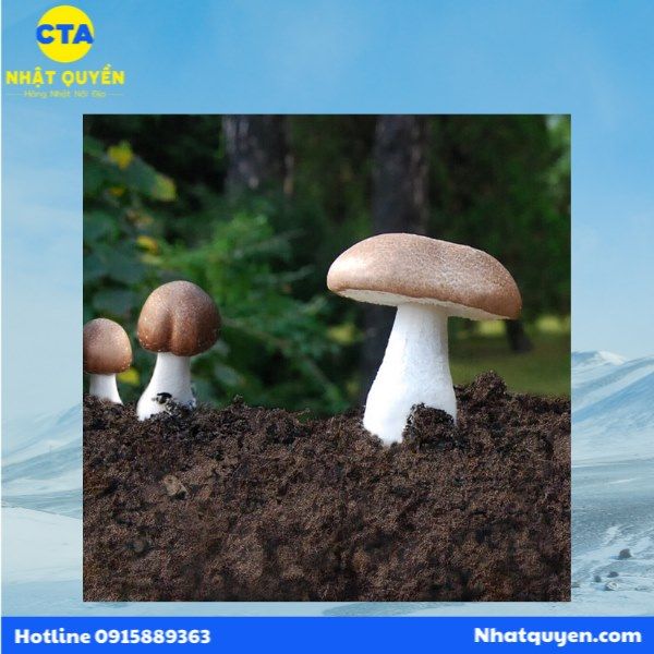 Viên uống nấm Linh chi và nấm Agaricus Taruho Sangyo Nhật Bản