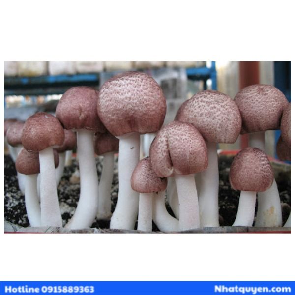 vien uong nam thai duong xanh