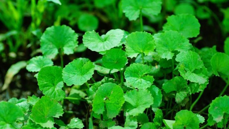 Ly nước rau má tươi ngon, bổ dưỡng, thể hiện sự thanh mát và lợi ích sức khỏe cho làn da